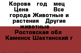 Корова 1 год 4 мец › Цена ­ 27 000 - Все города Животные и растения » Другие животные   . Ростовская обл.,Каменск-Шахтинский г.